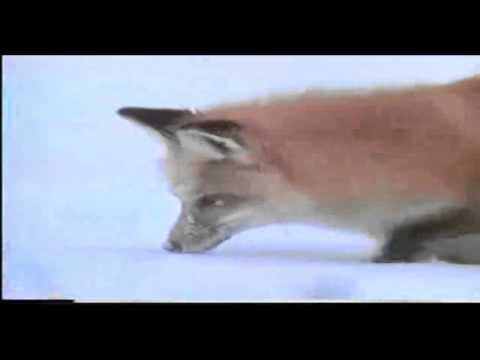 حيوان يصطاد بطريقة غريبة
