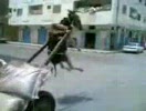 الحمار المسكين